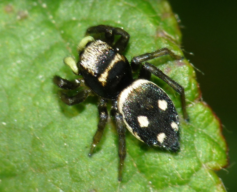 Heliophanus sp.